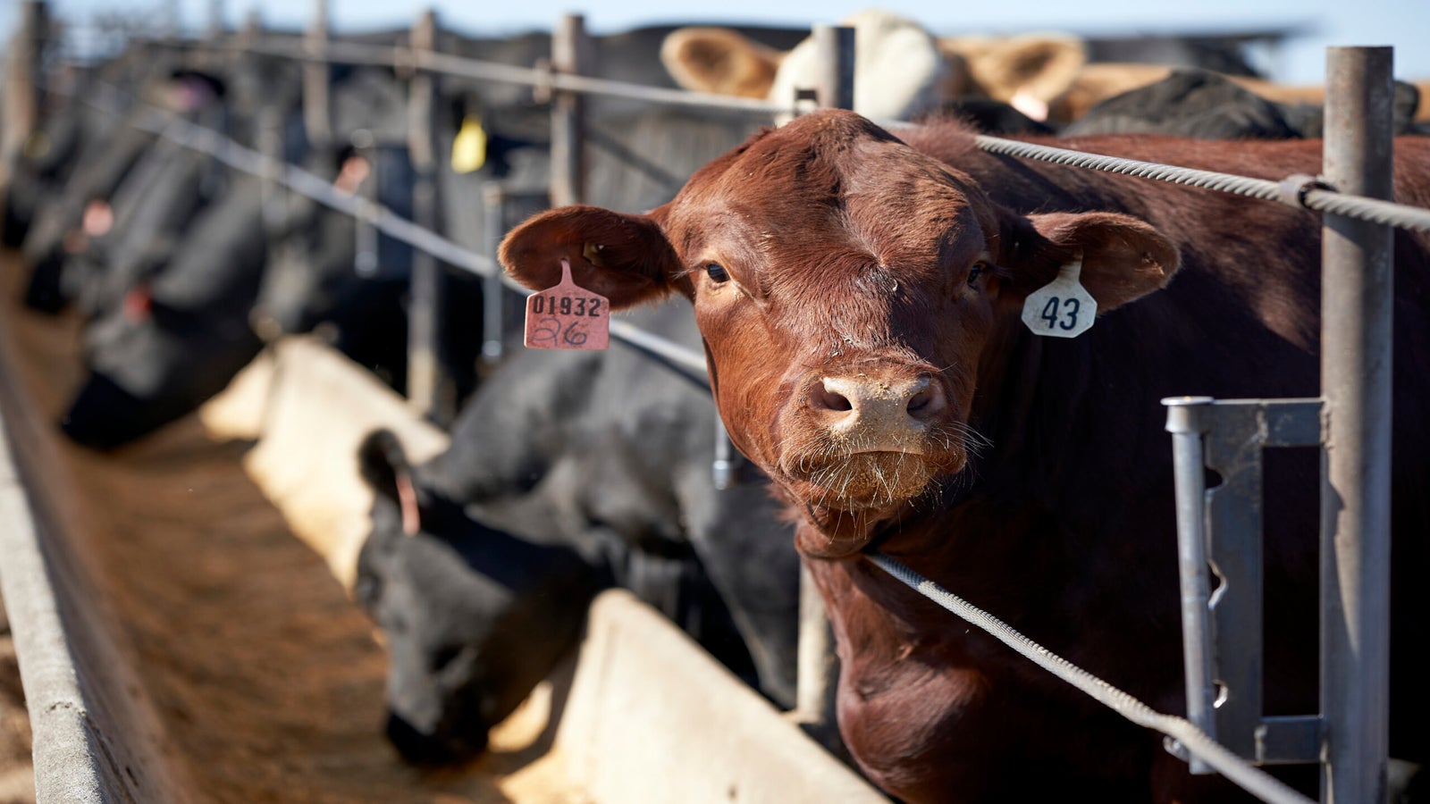 Cattle occupy a feedlot in Columbus, Neb.