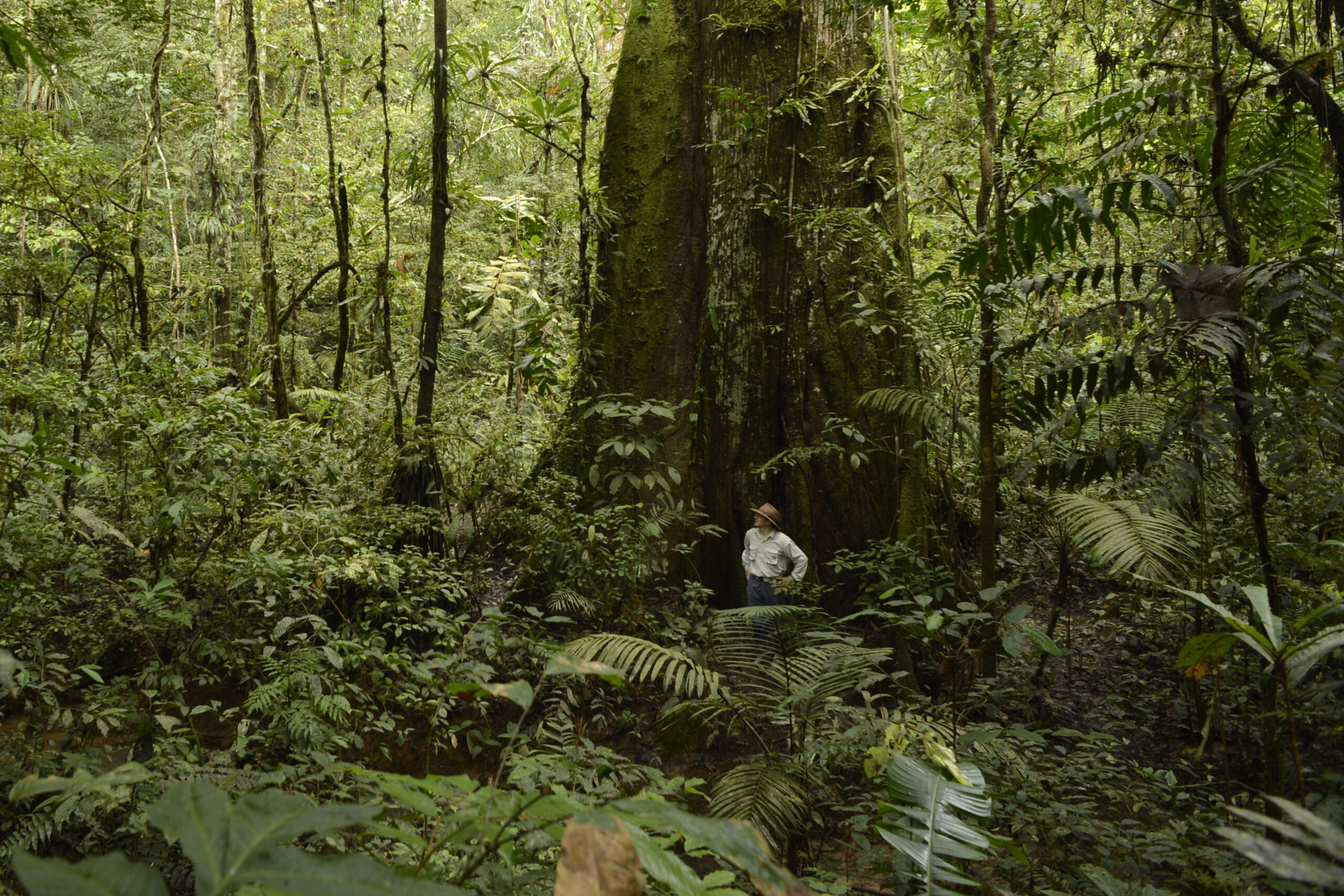 A person stands at the base of a tree in a tropical forest.