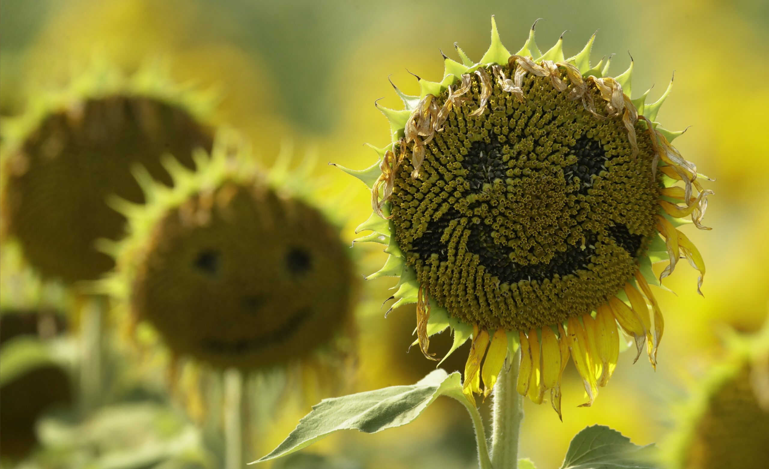 Smiley faces on two sunflowers in a field