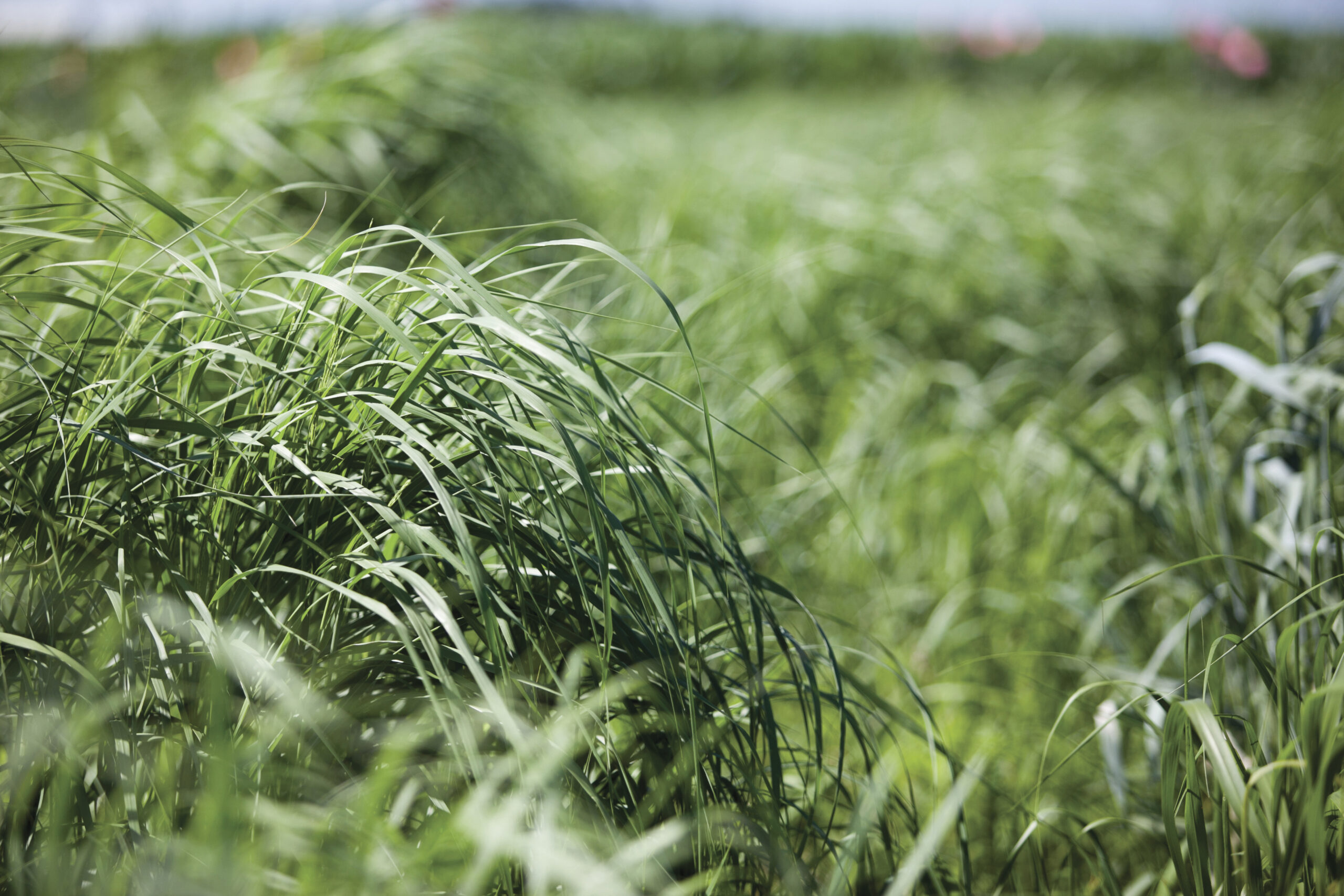 Great Lakes Bioenergy Research Center scientists are studying dedicated energy crops such as switchgrass which do not compete with food crops, can be grown on nonagricultural land, and have the potential to deliver a range of environmental benefits.