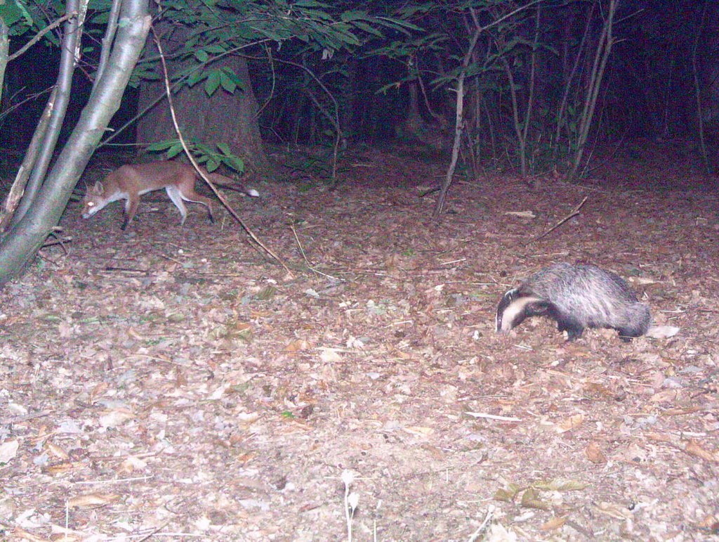 A fox, top left, and a badger are foraging together by a trail camera.