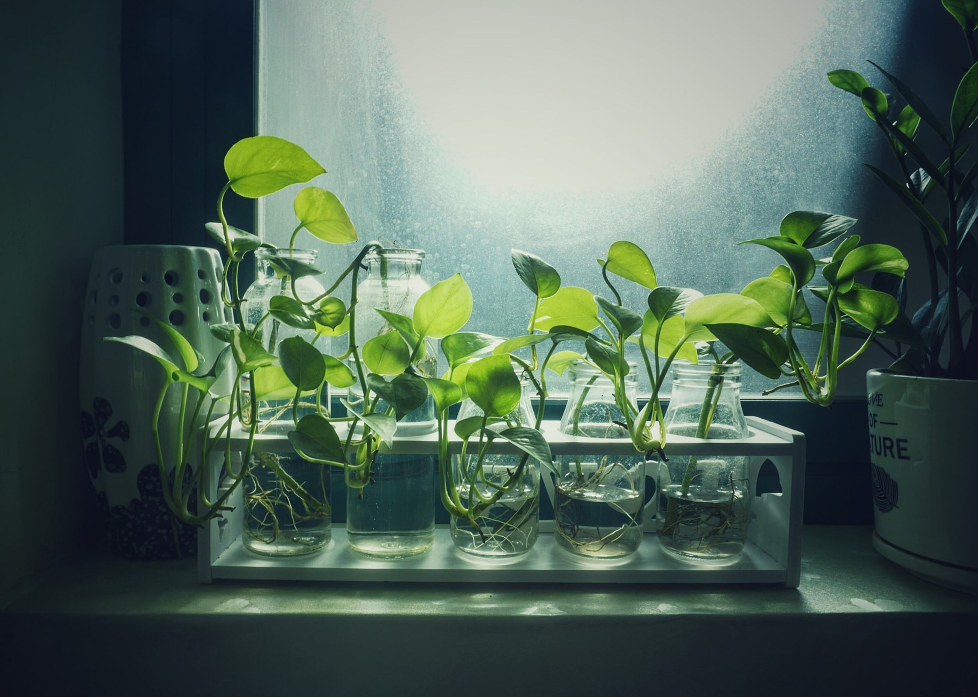 Houseplant cuttings in window.