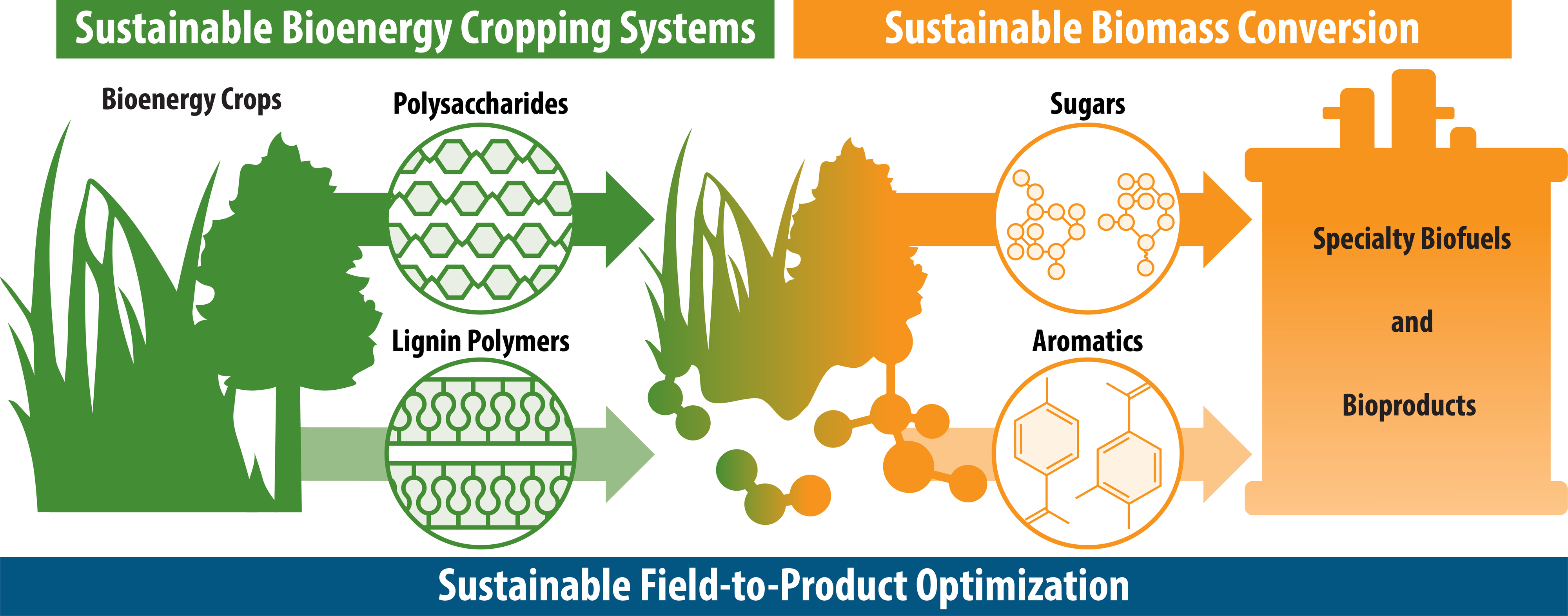 An illustration showing the conversation of biomass into sustainable fuel.