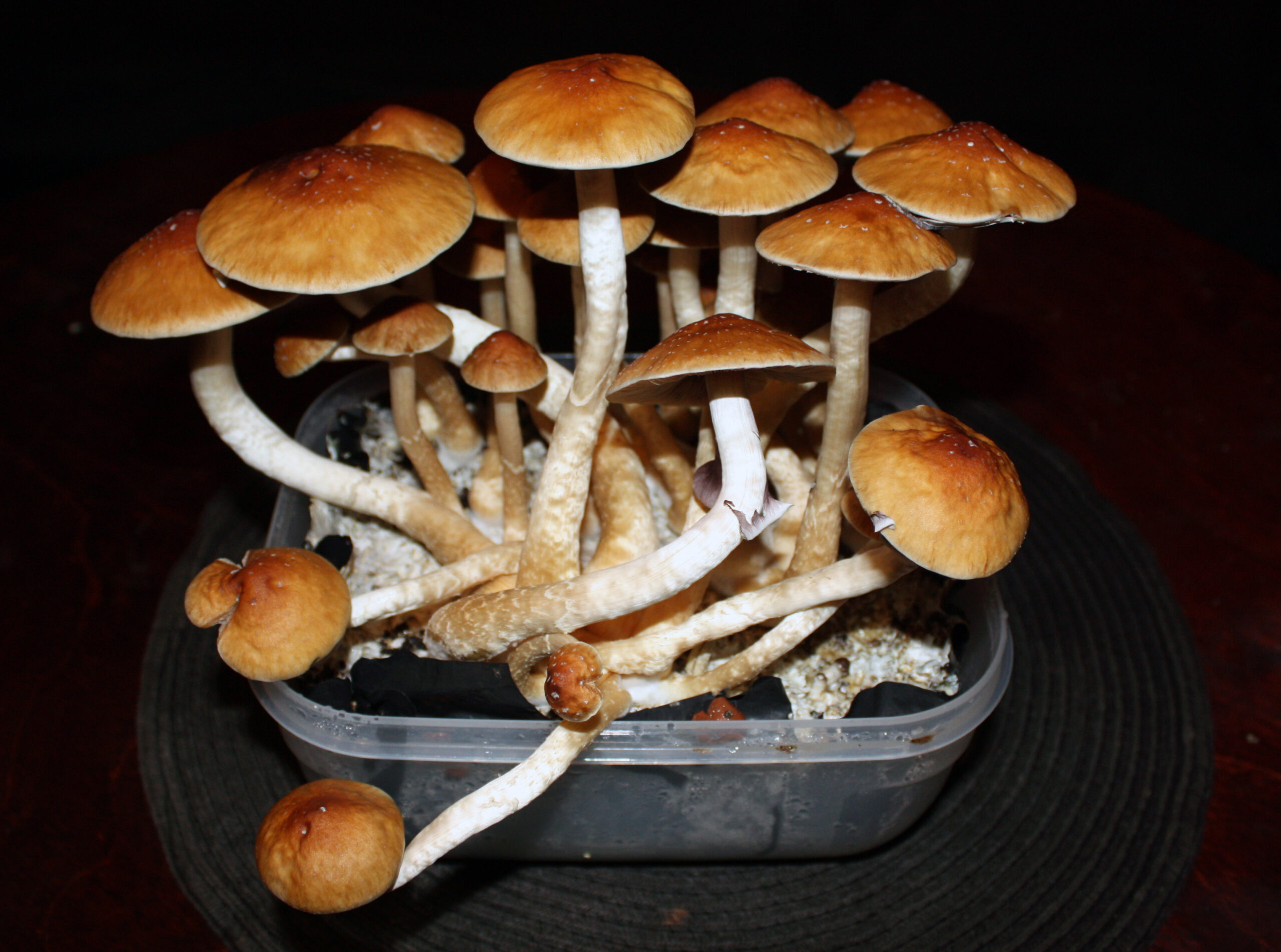 Psilocybe cubensis, a species of psilocybin mushroom.