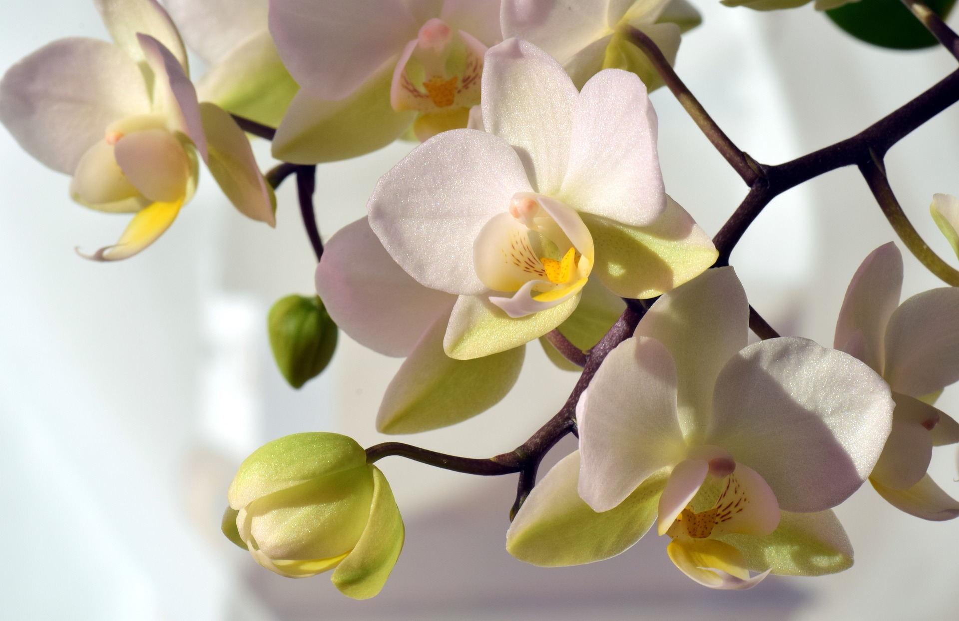 Orchid stem with flowers.