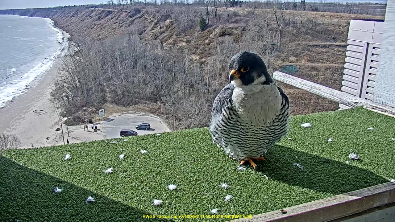 Conservationists, We Energies celebrate 30th anniversary of program to reintroduce peregrine falcon population