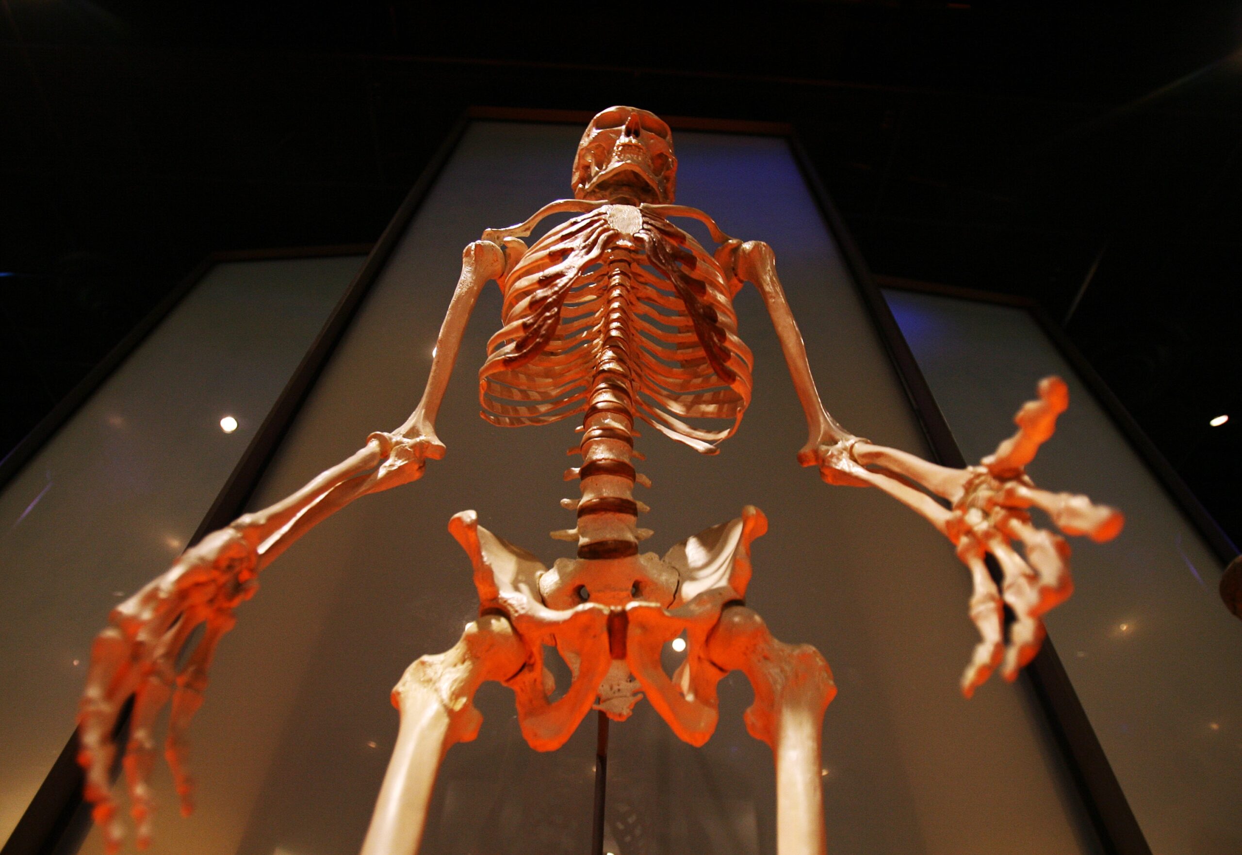 An up-close view of a human skeleton