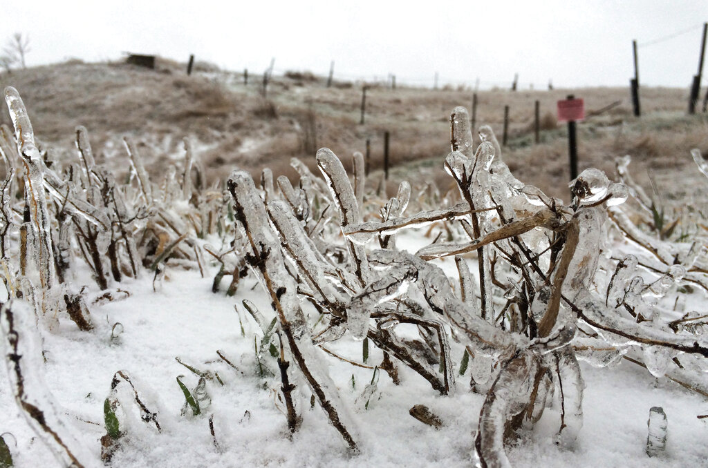 Ice-covered weeds sit in a field of snow
