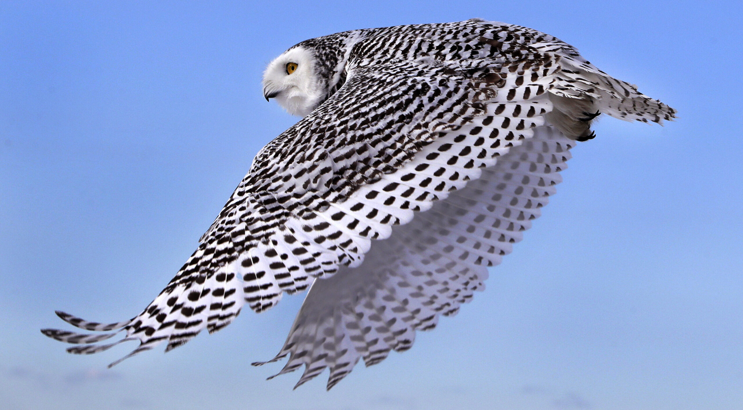 A snowy owl flying