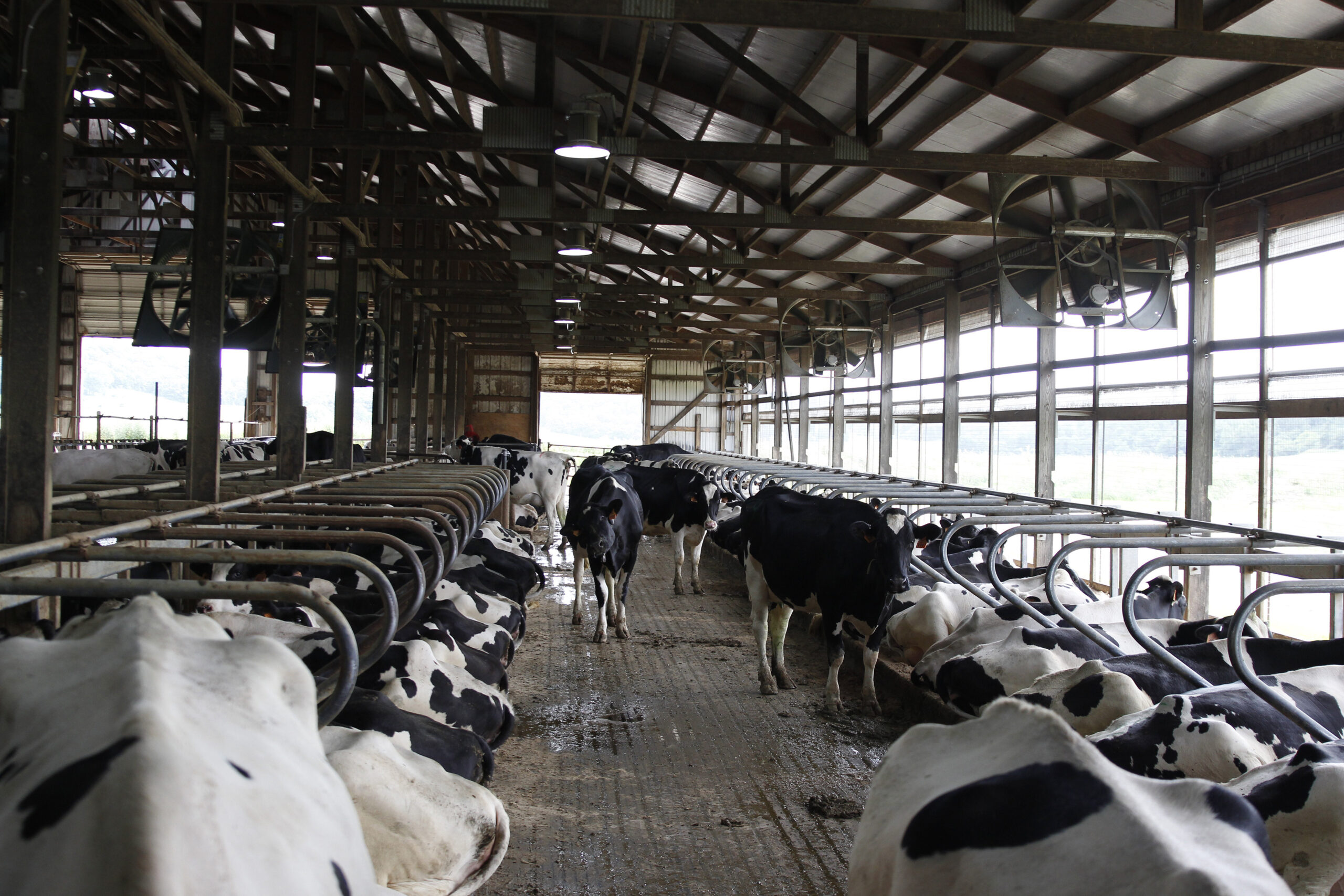 Cows stand in stalls at Mystic Valley Dairy in Sauk City, Wis.