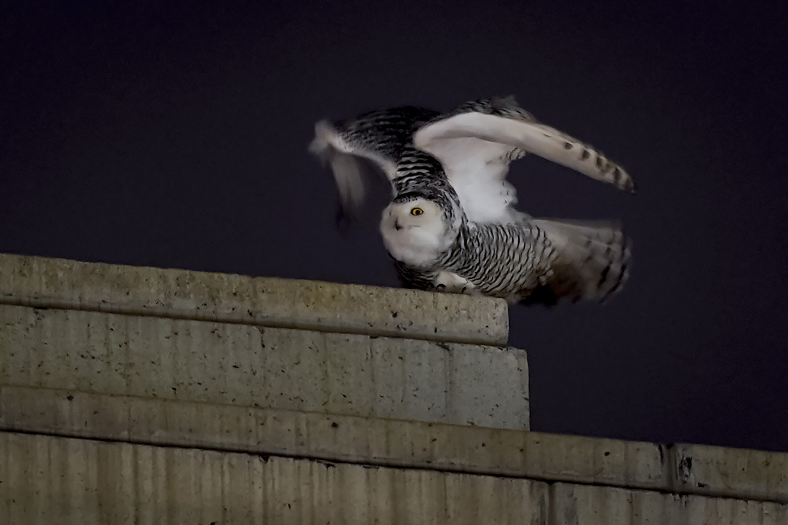 A snowy owl extending its wings while sitting on top of a building