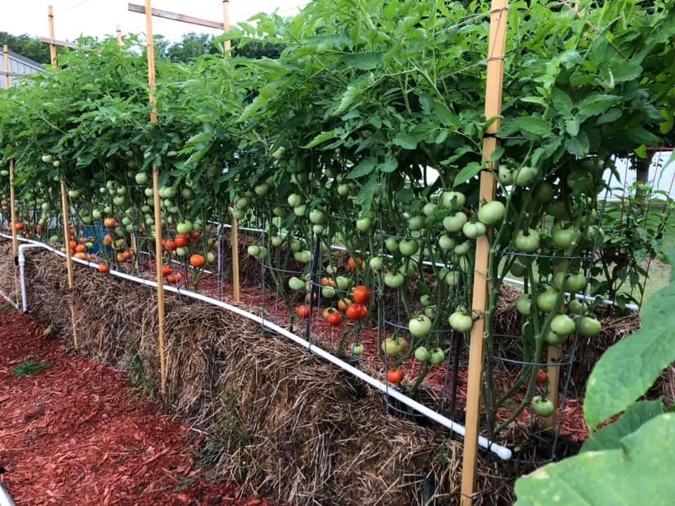 Tomato plants growing in straw bales.