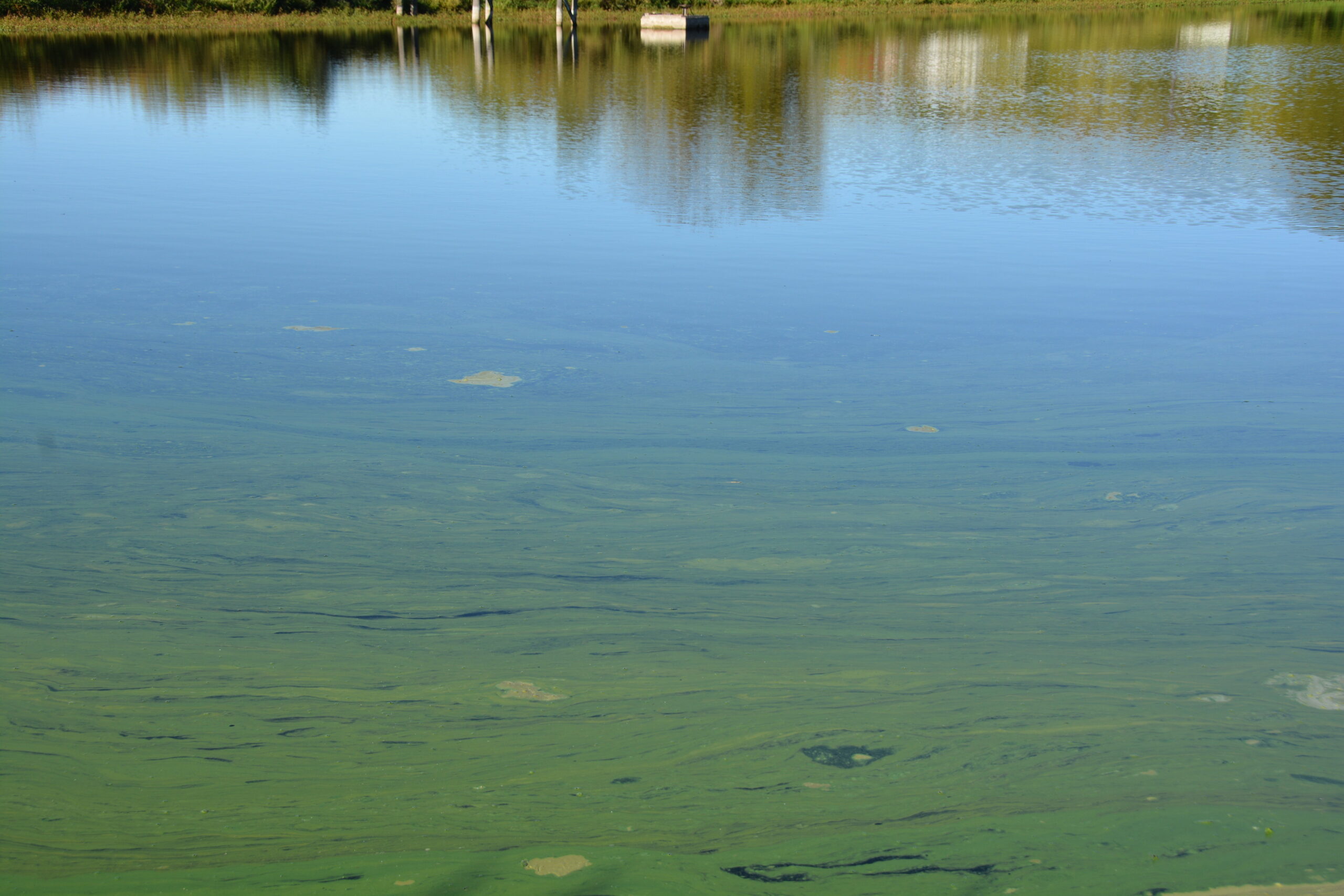 While harmful algal blooms like it hot, a new study finds they can handle the cold