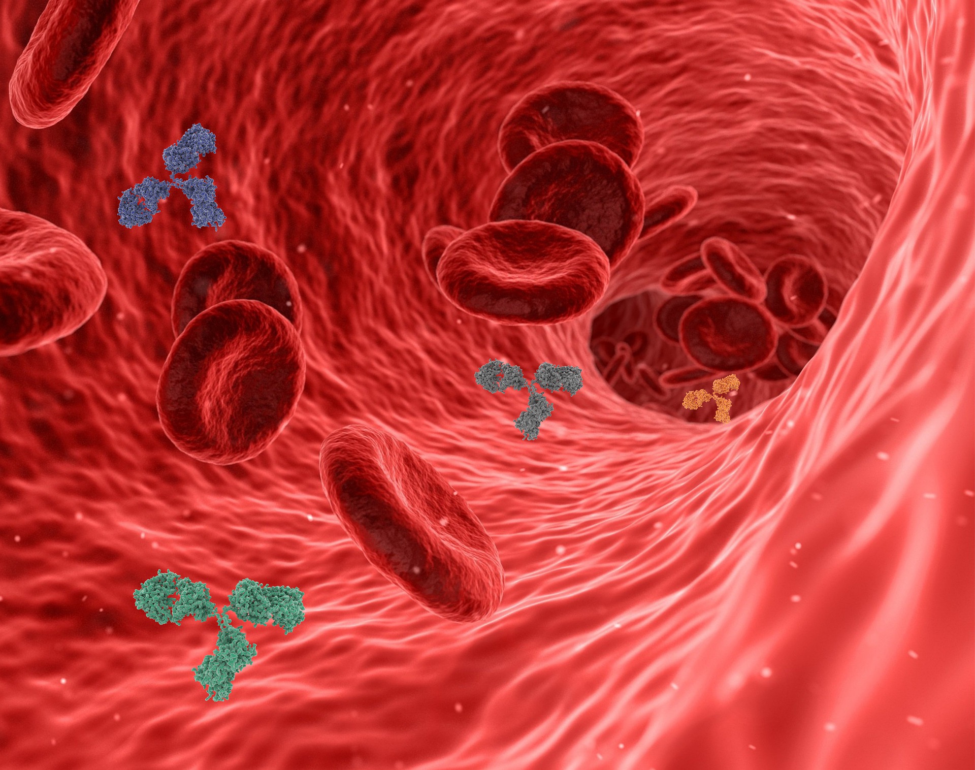 Graphic of red blood cells and antibodies.