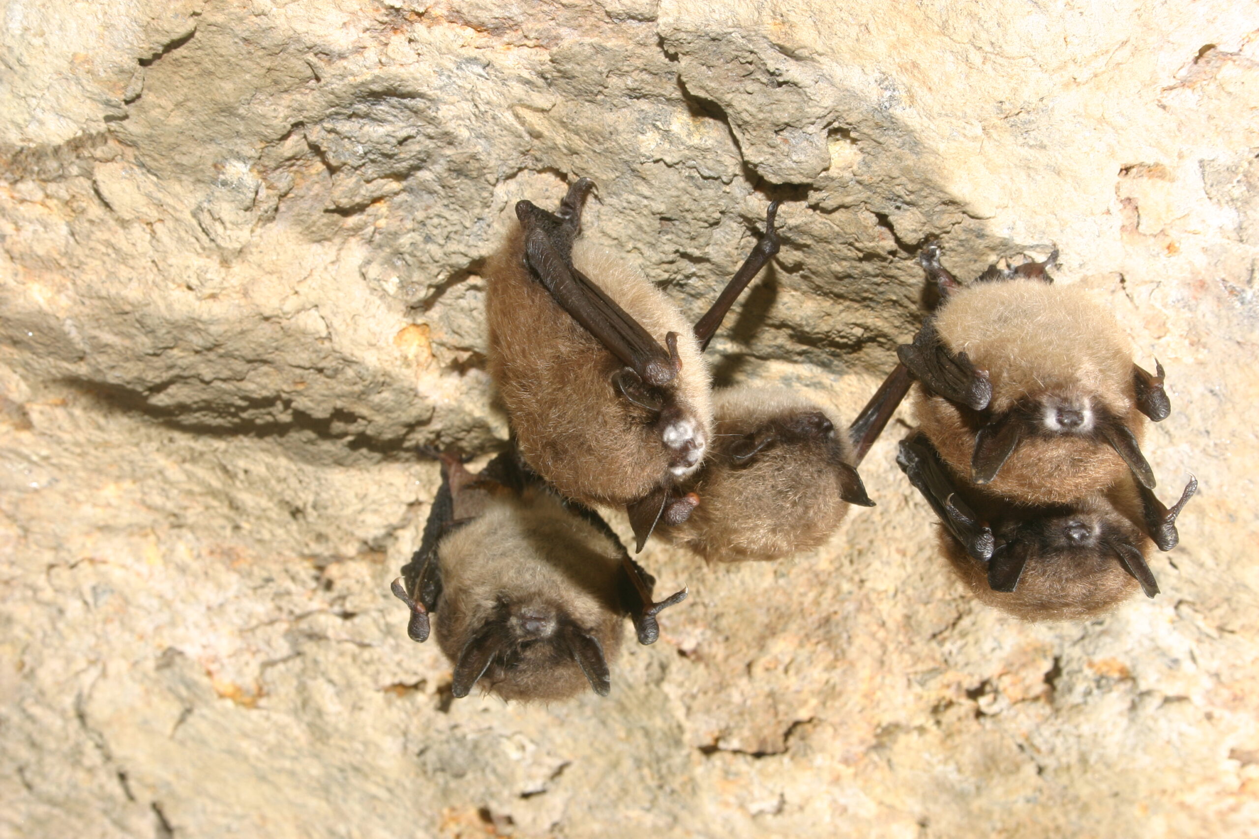 A group of little brown bats show tell-tale signs of white-nose syndrome in a cave in New York