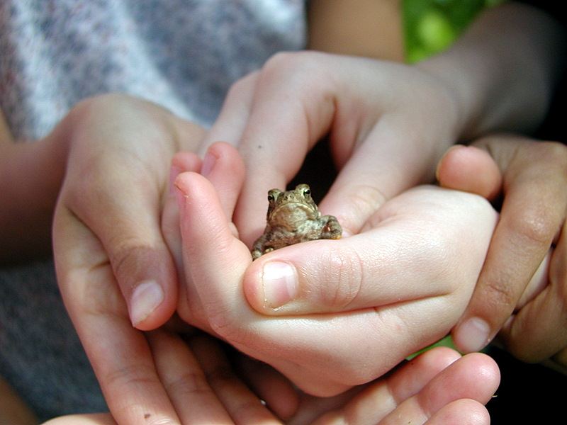 A frog sitting in children's hands