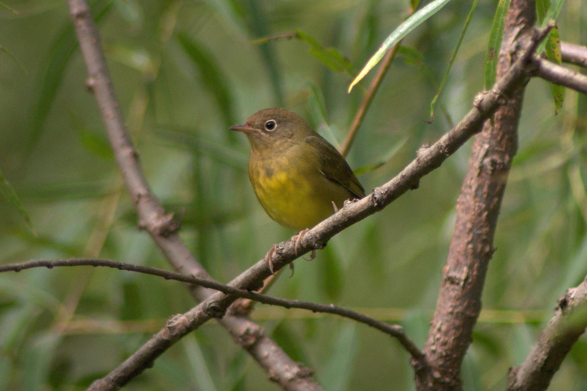 Connecticut Warbler,