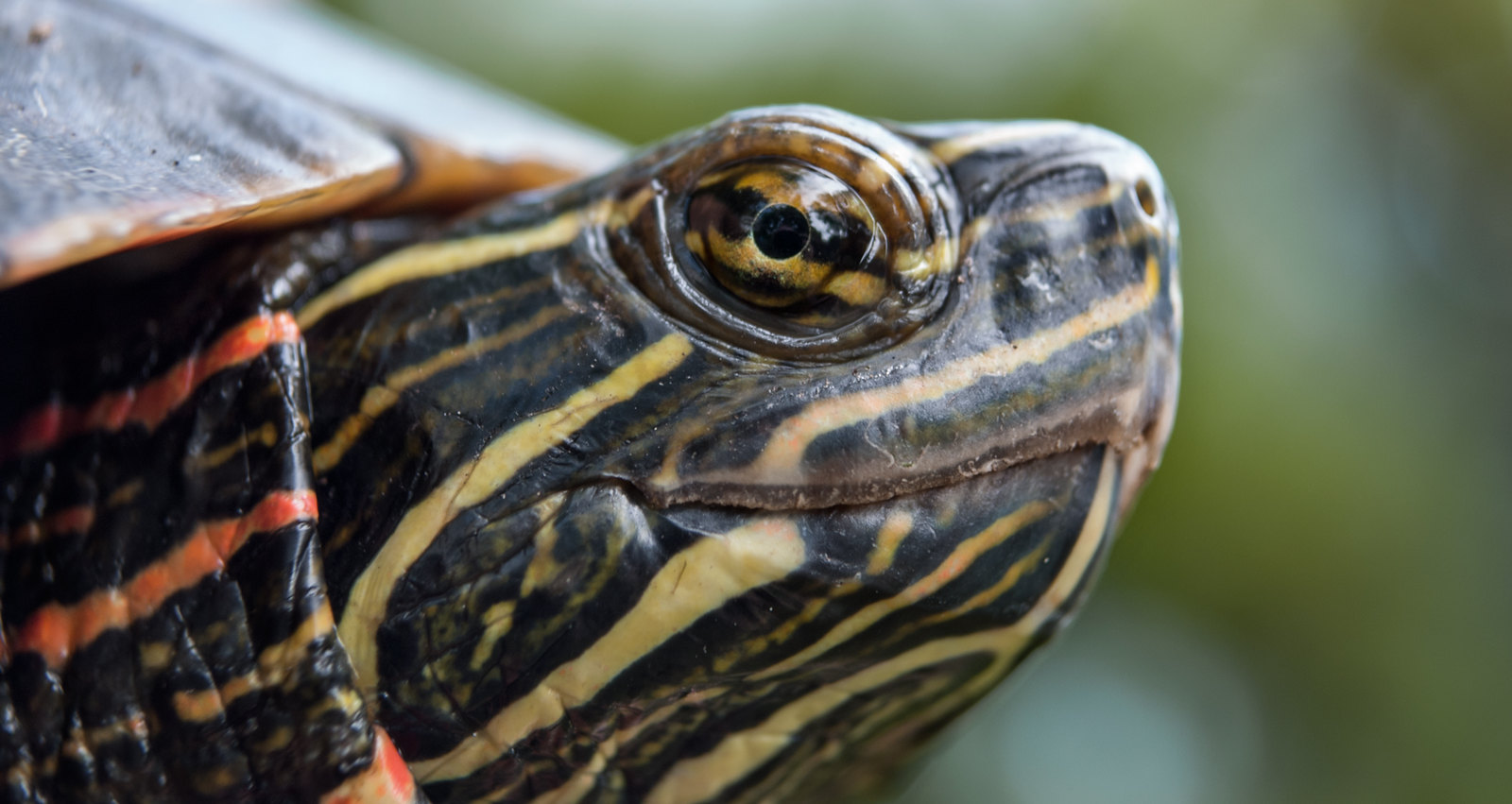 Head of a painted turtle.
