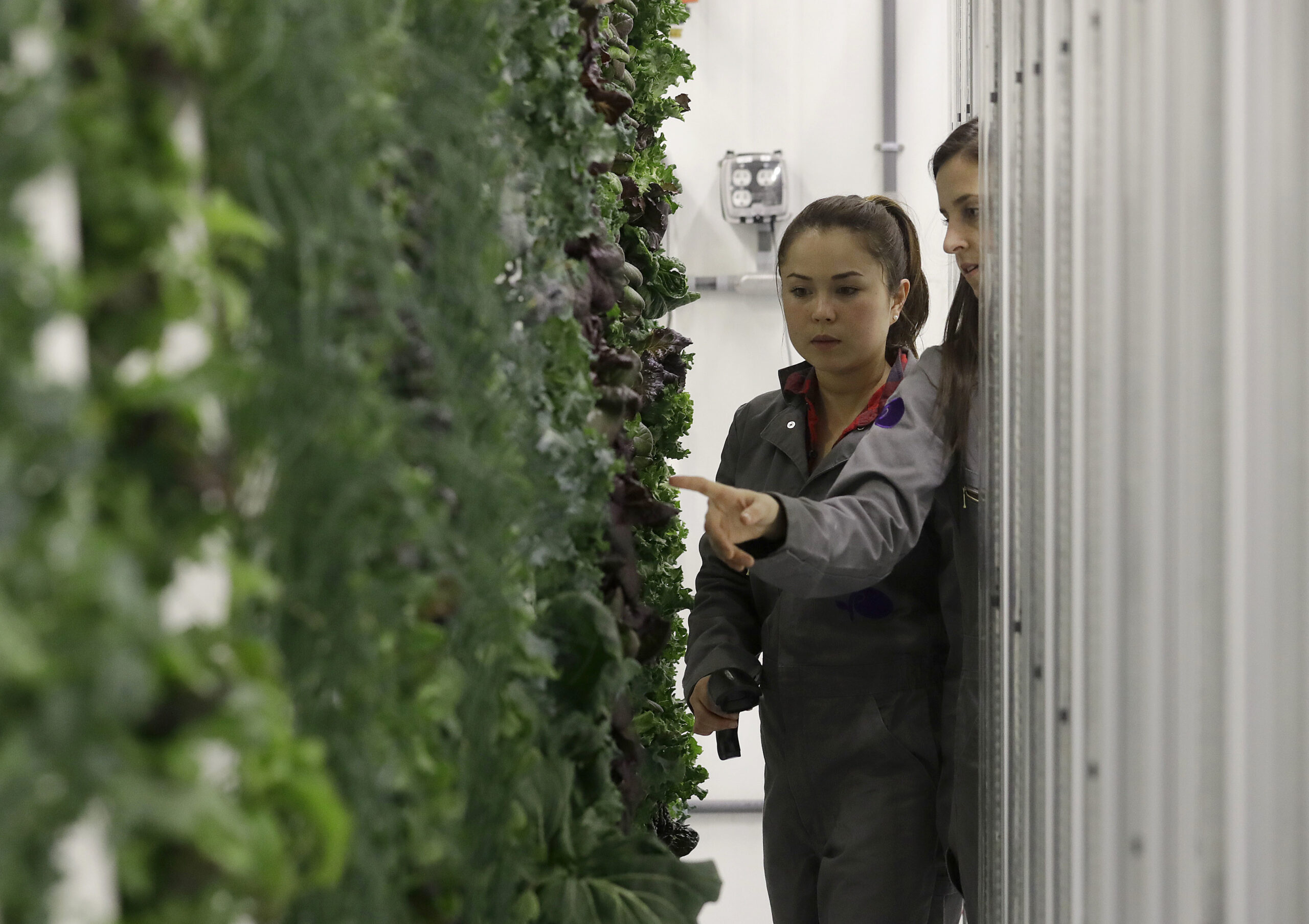 People looking at greens growing in a vertical farm