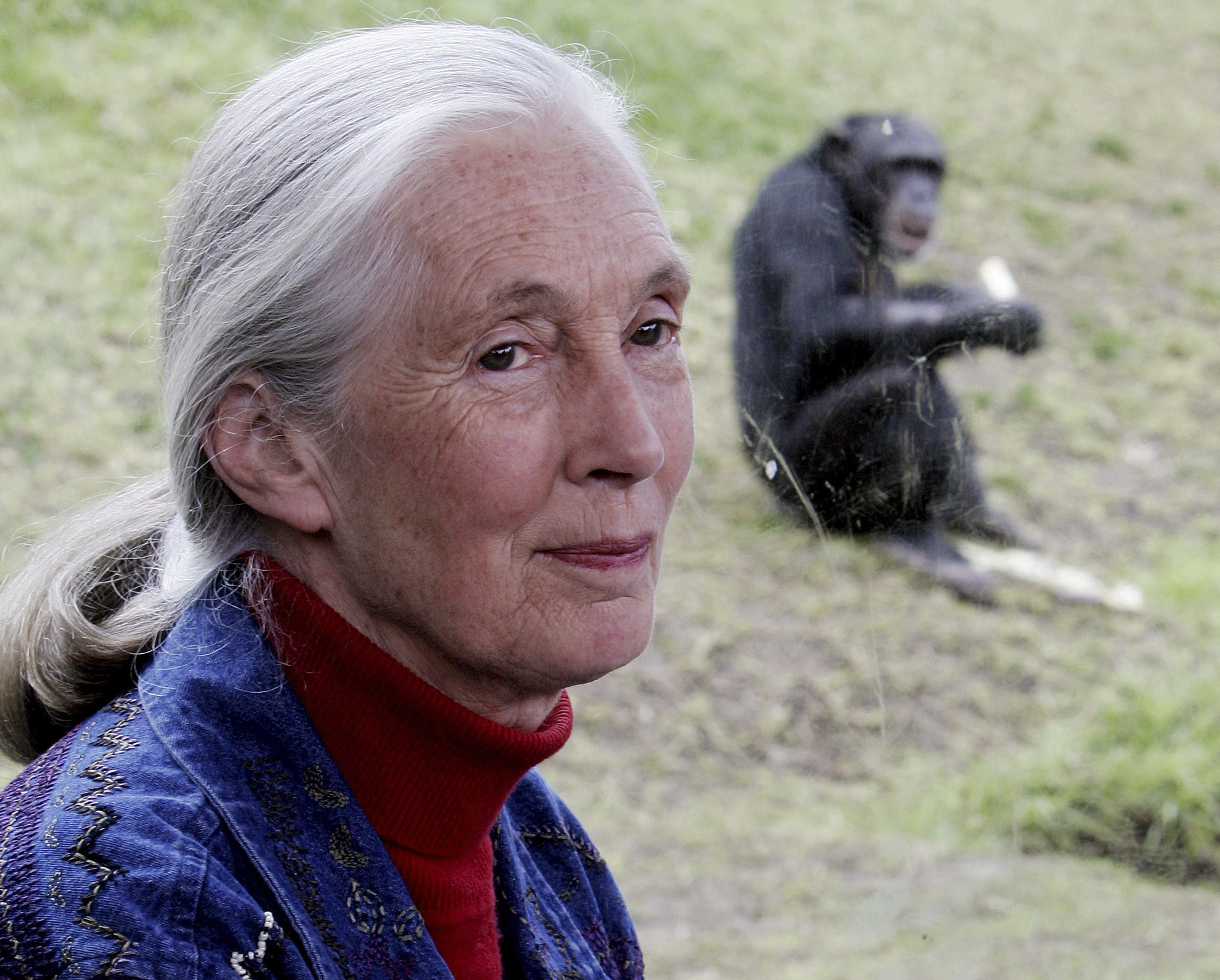 Ethologist and conservationist Jane Goodall sits near a window where behind a chimpanzee eats