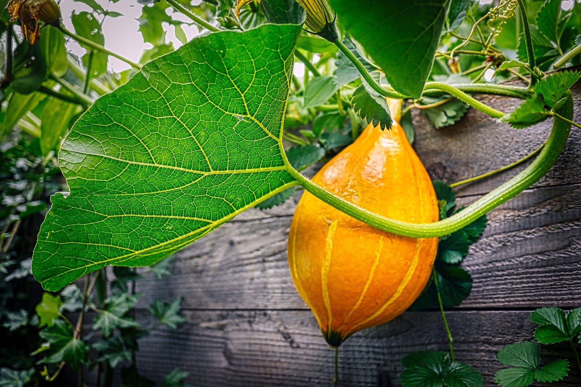Pumpkin plant in a raised bed.