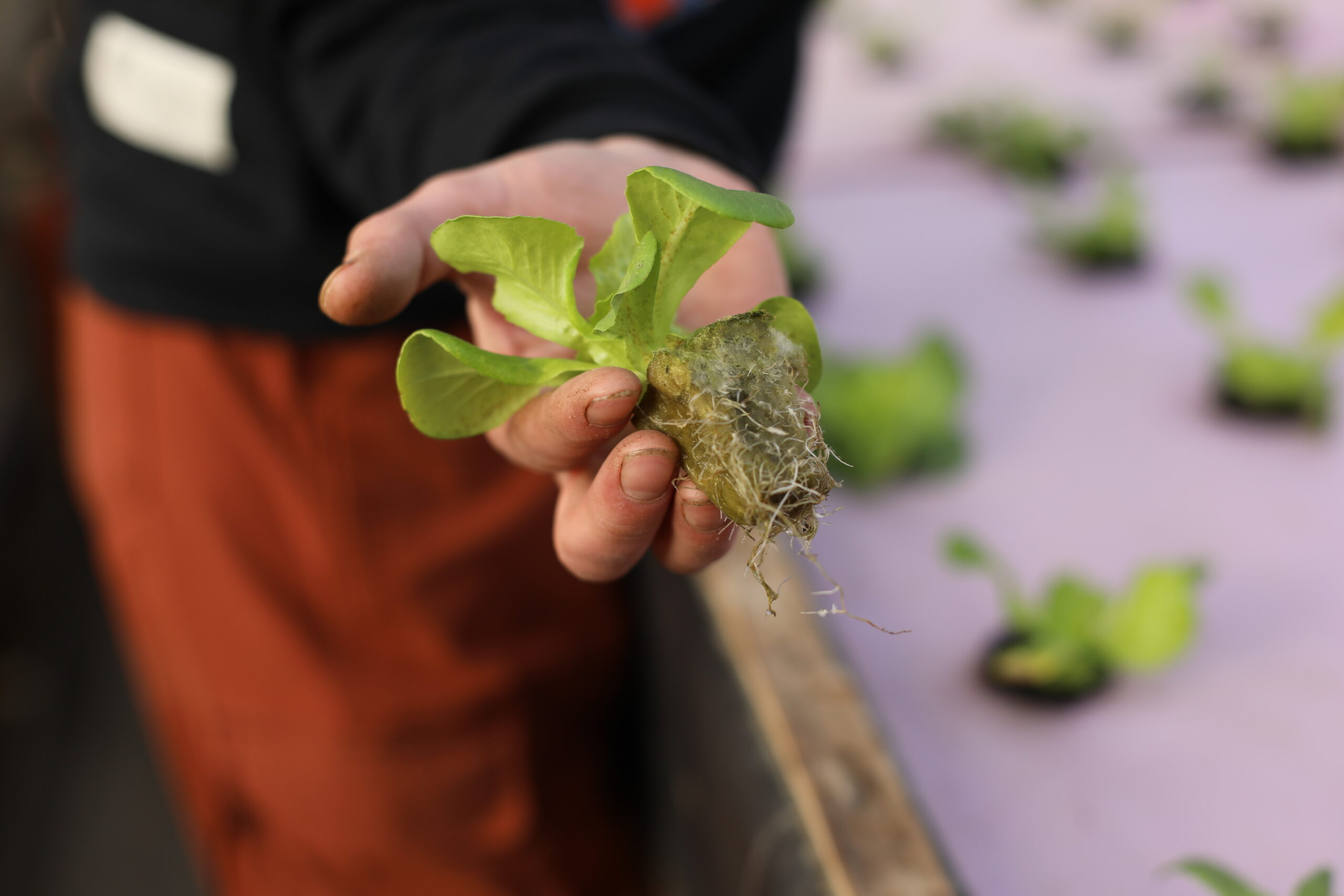 hydroponic lettuces