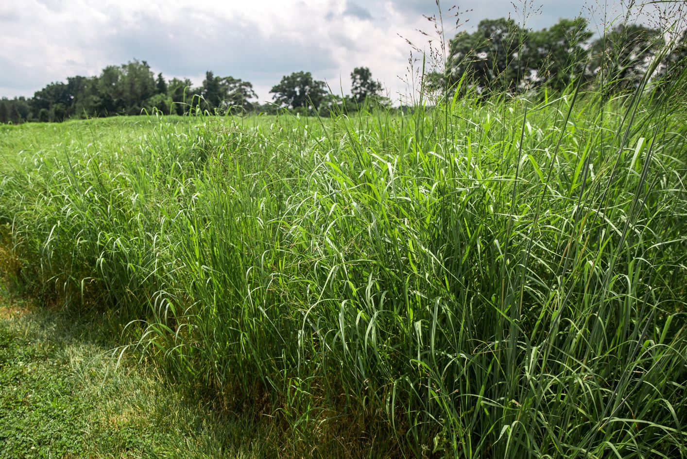 Switchgrass