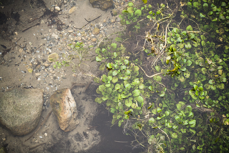 Watercress