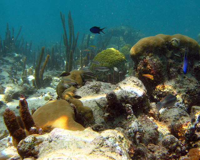 underwater ocean wildlife