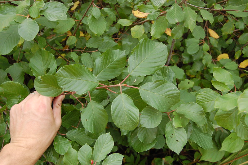 glossy buckthorn