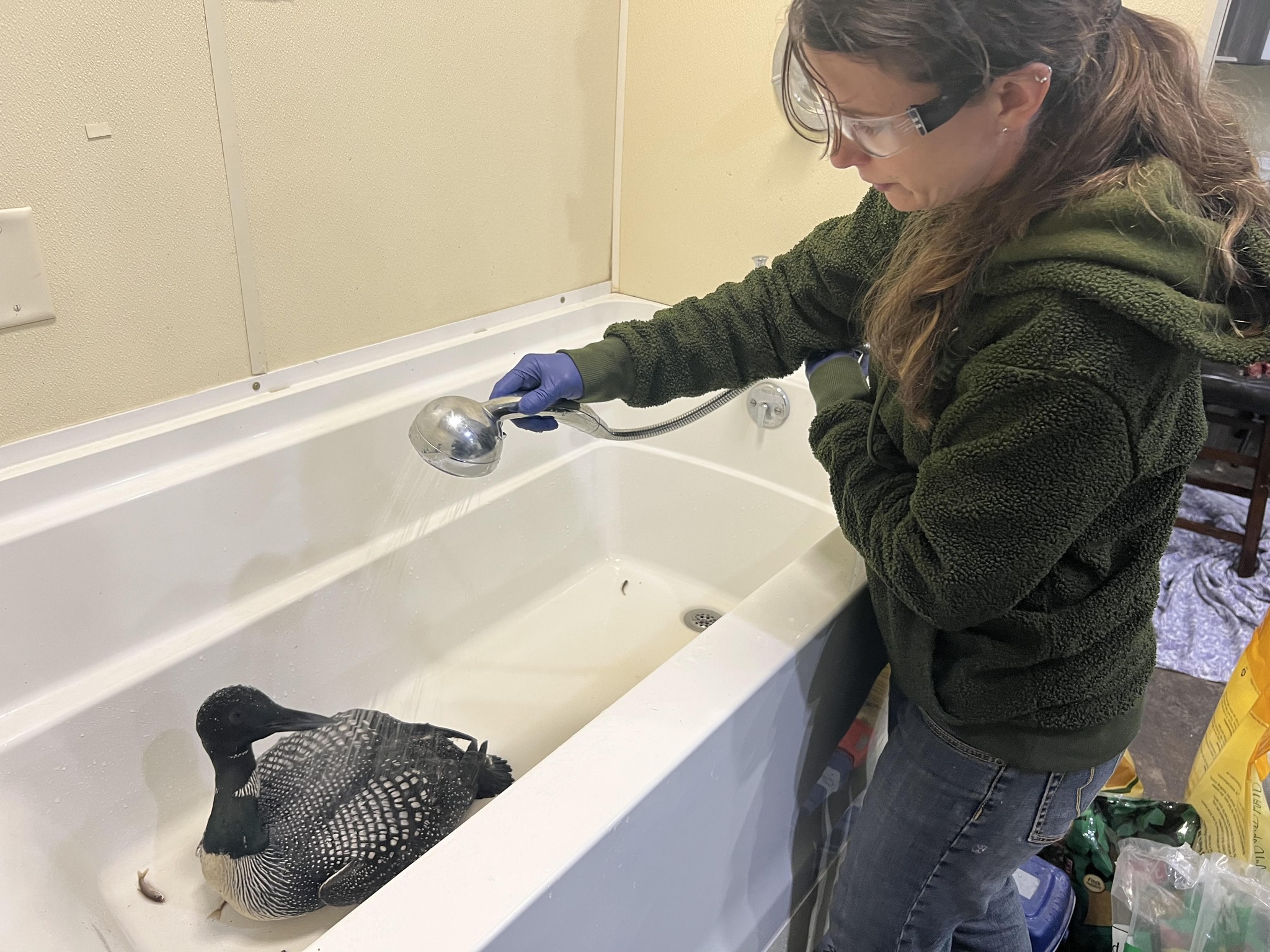 A staff member cleans off a loon with a showerhead