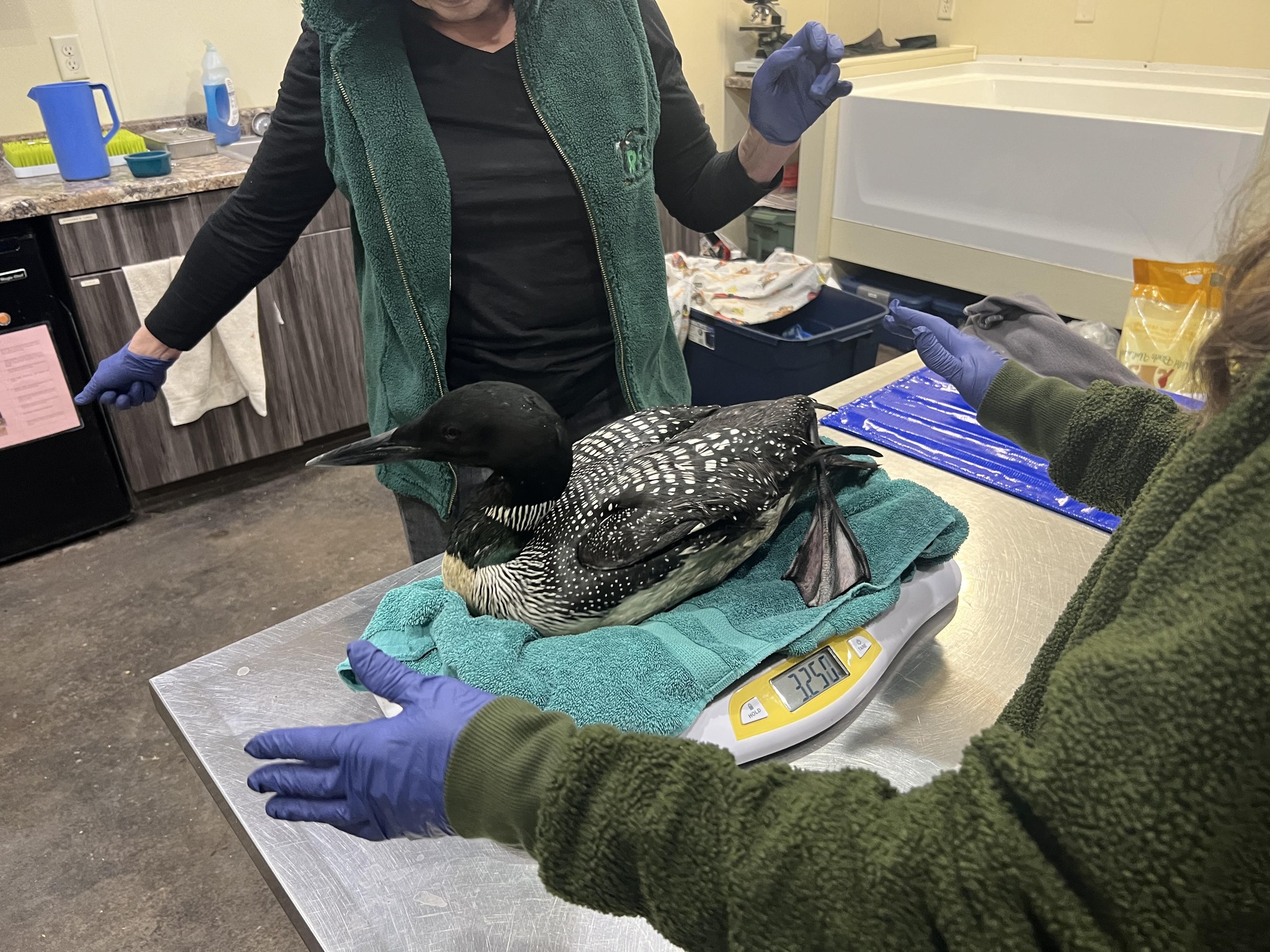 Staff members put a loon on a scale