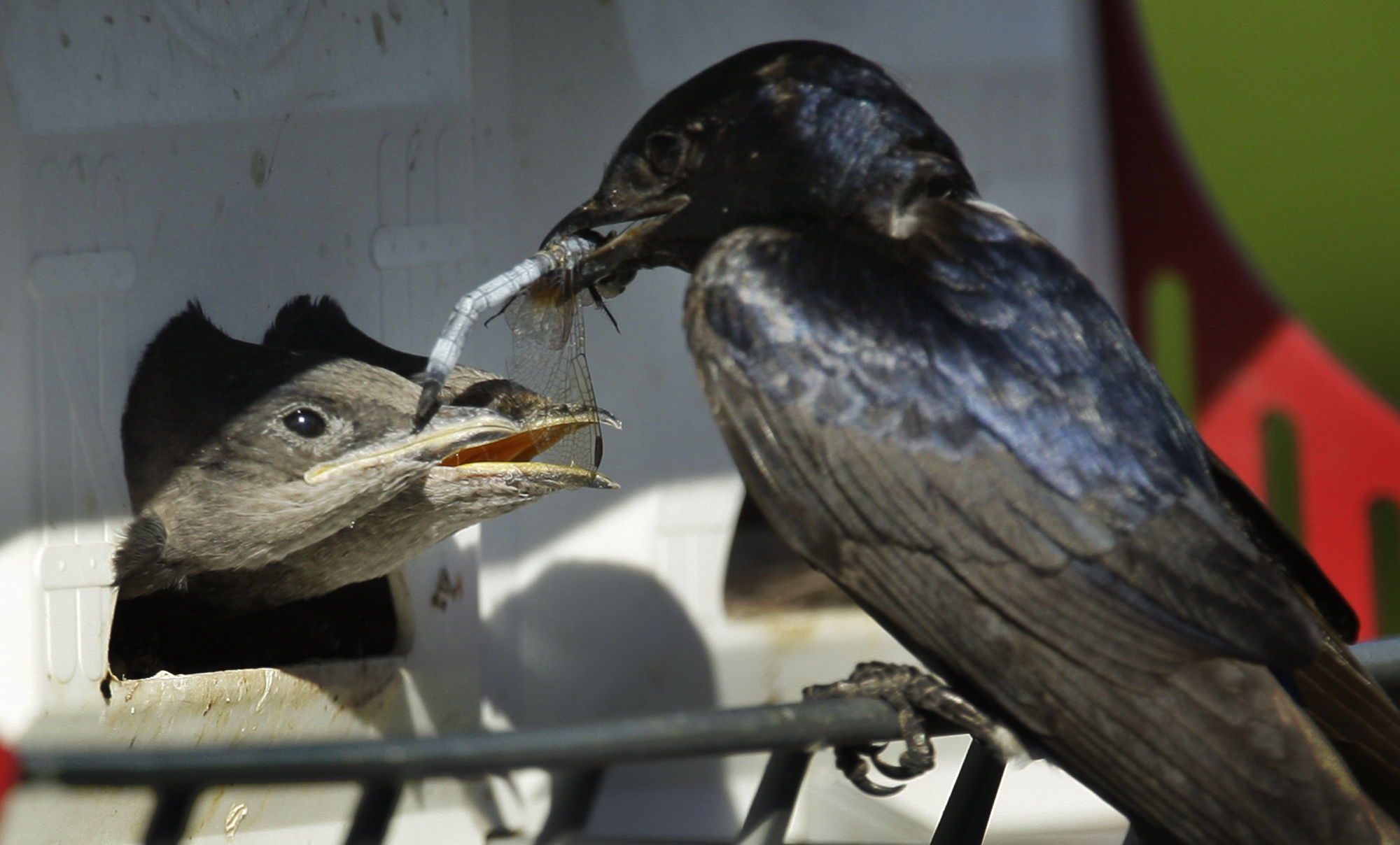 An adult purple martin, which is black and purple, feeds her young a dragon fly.