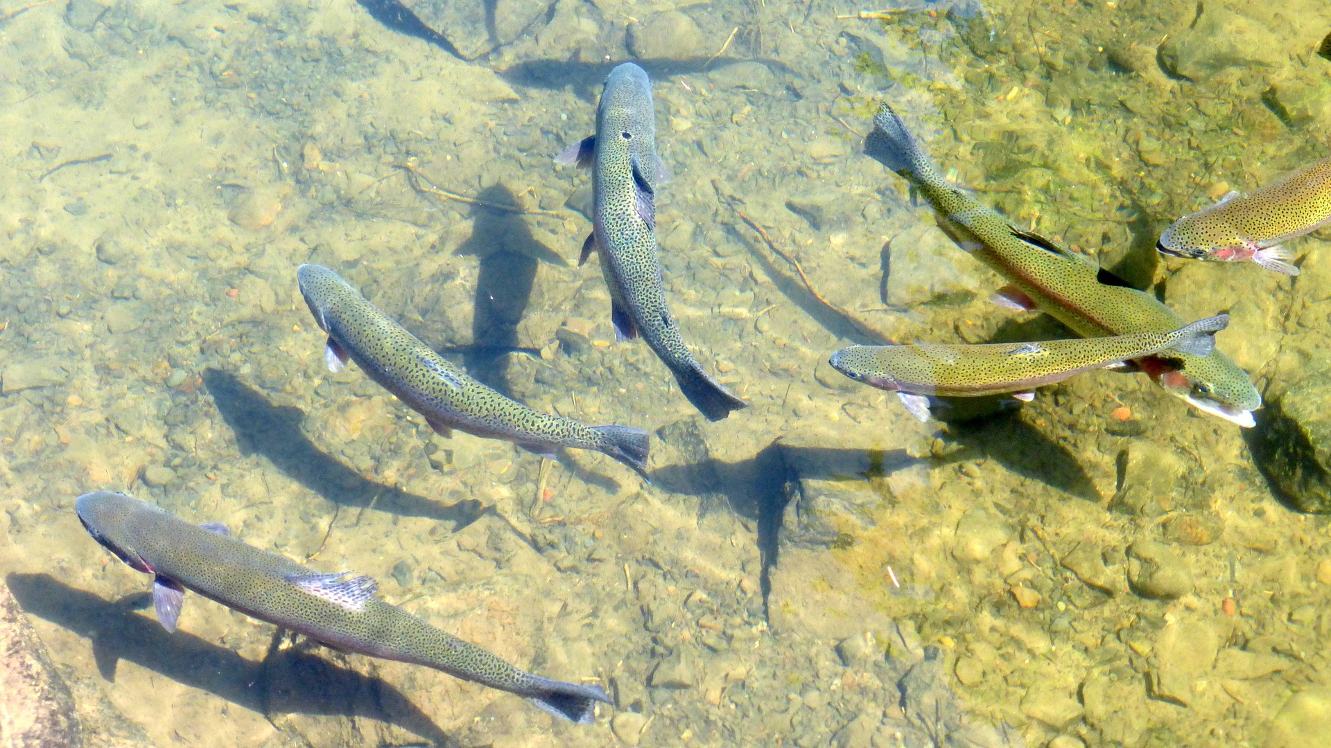 Trout in a shallow stream.