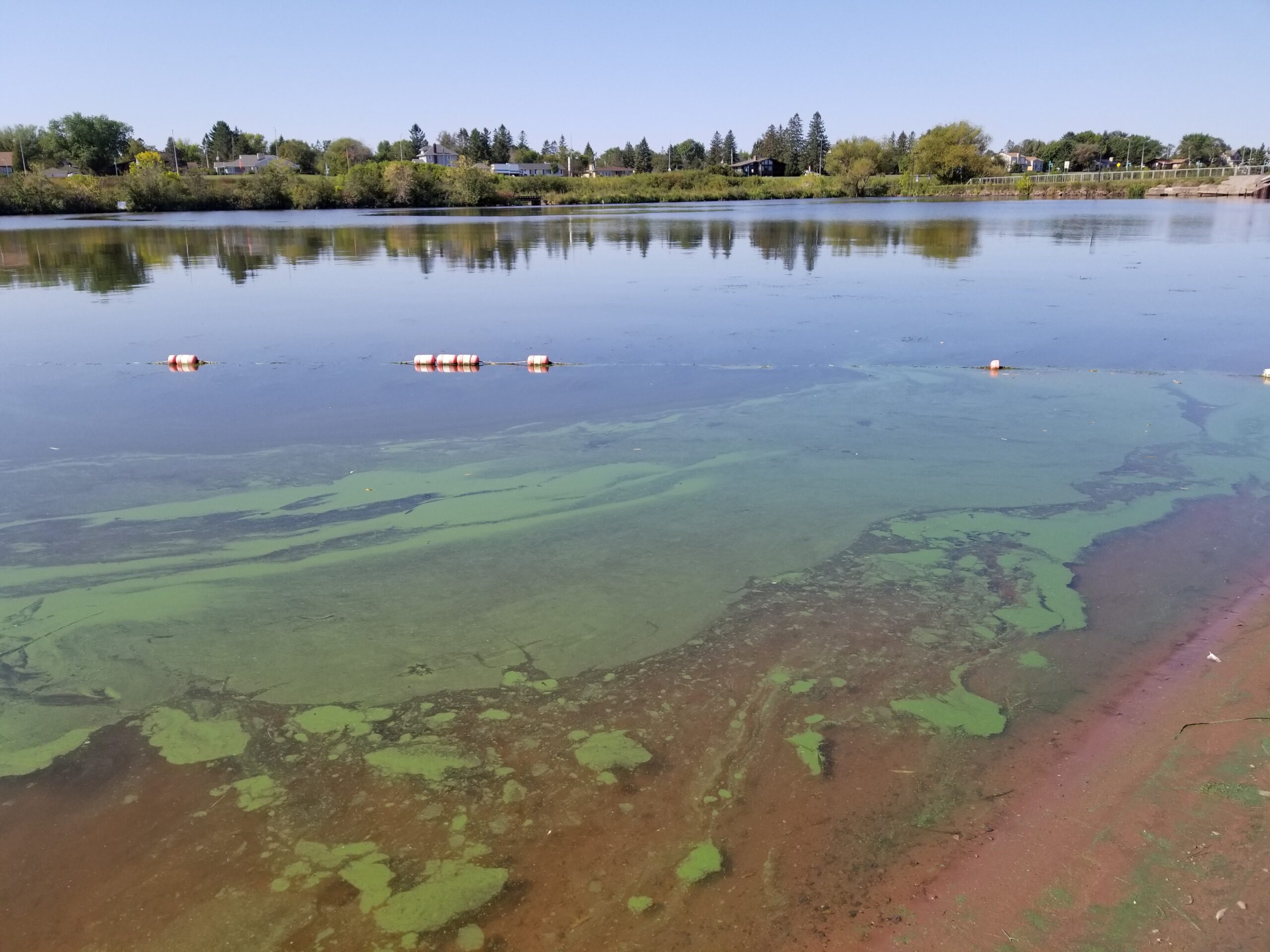 Lake Superior blue-green algae bloom