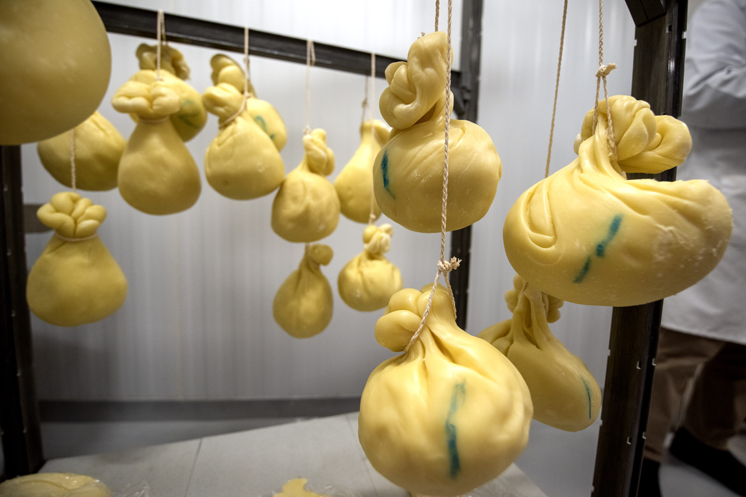 Cheese is hung from string in a lab.