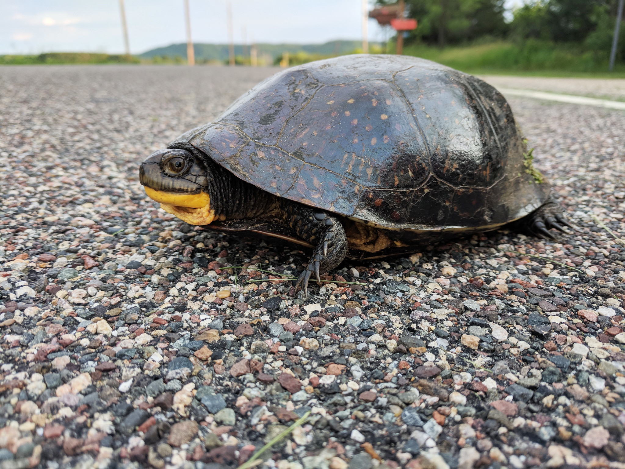 A Blanding's turtle crosses a road.