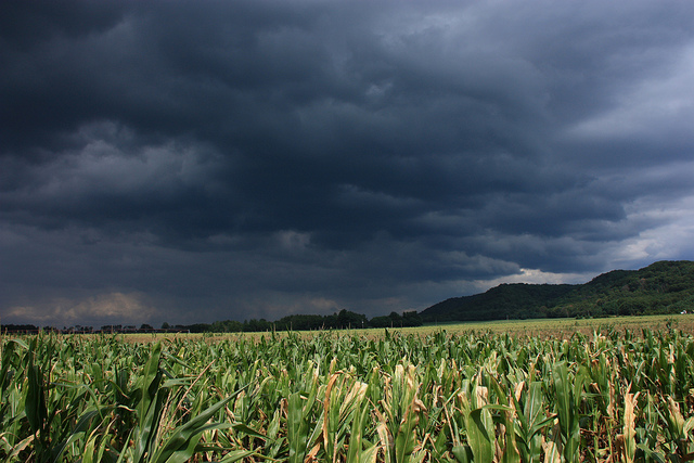 Storm clouds over a cornfield in Iowa County