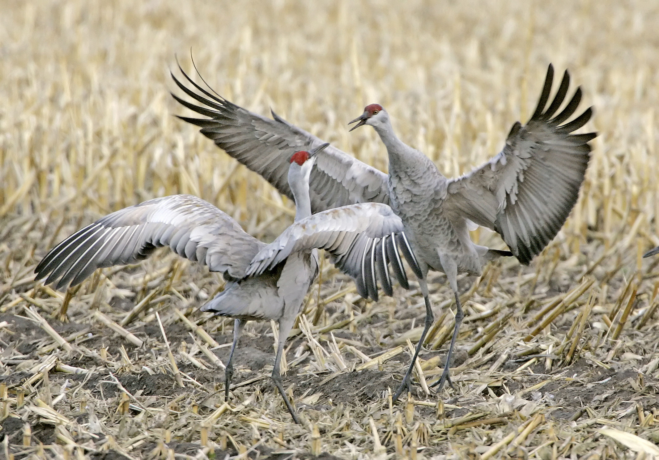 Two sandhill cranes in a field