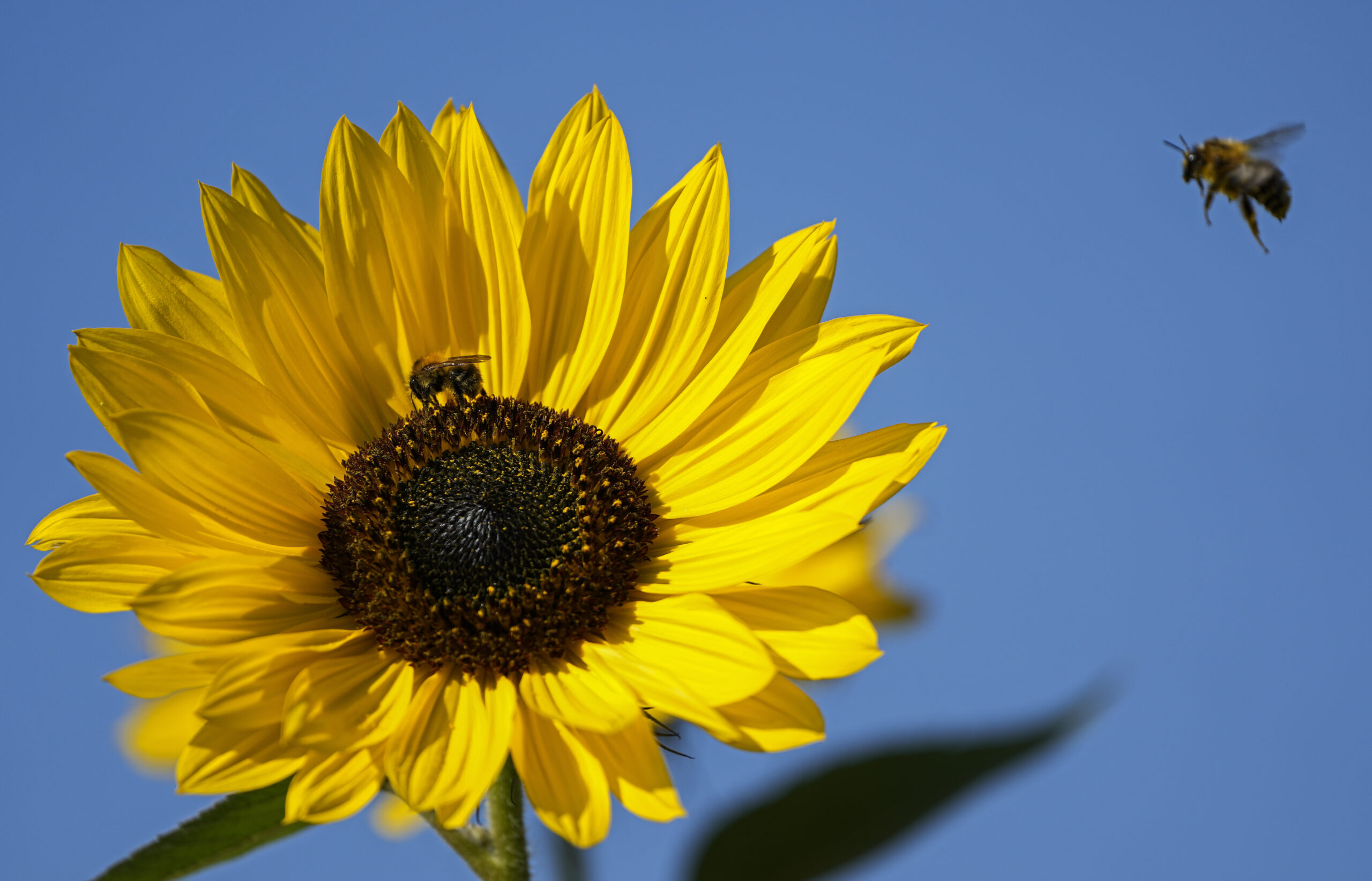 A bee lands on a blooming sunflower. Another bee hovers nearby.