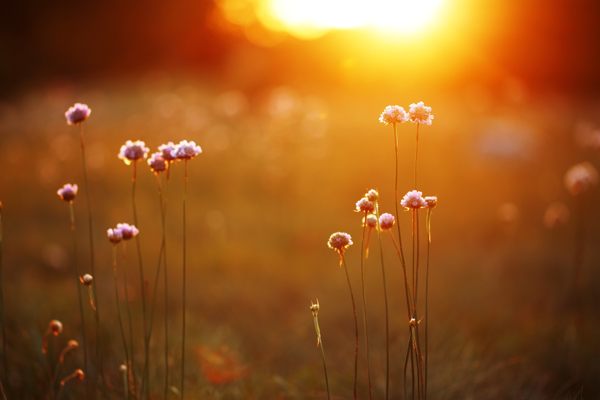 Flowers silhouetted against the sun near the horizon.