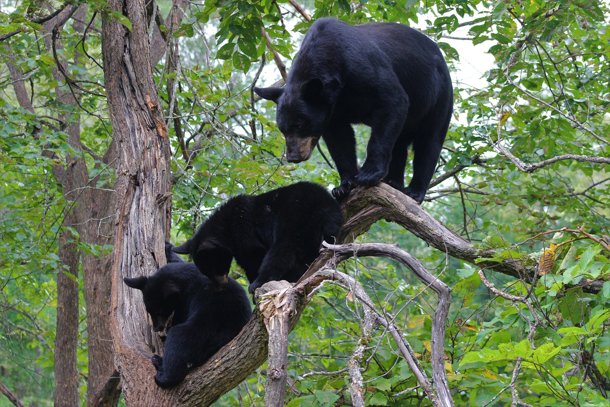 Black bears climbing in a tree