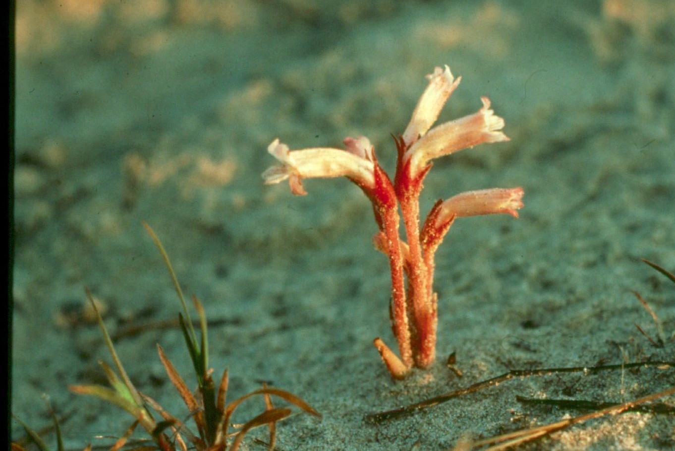 A small plant with red stems and white flowers grows in sand
