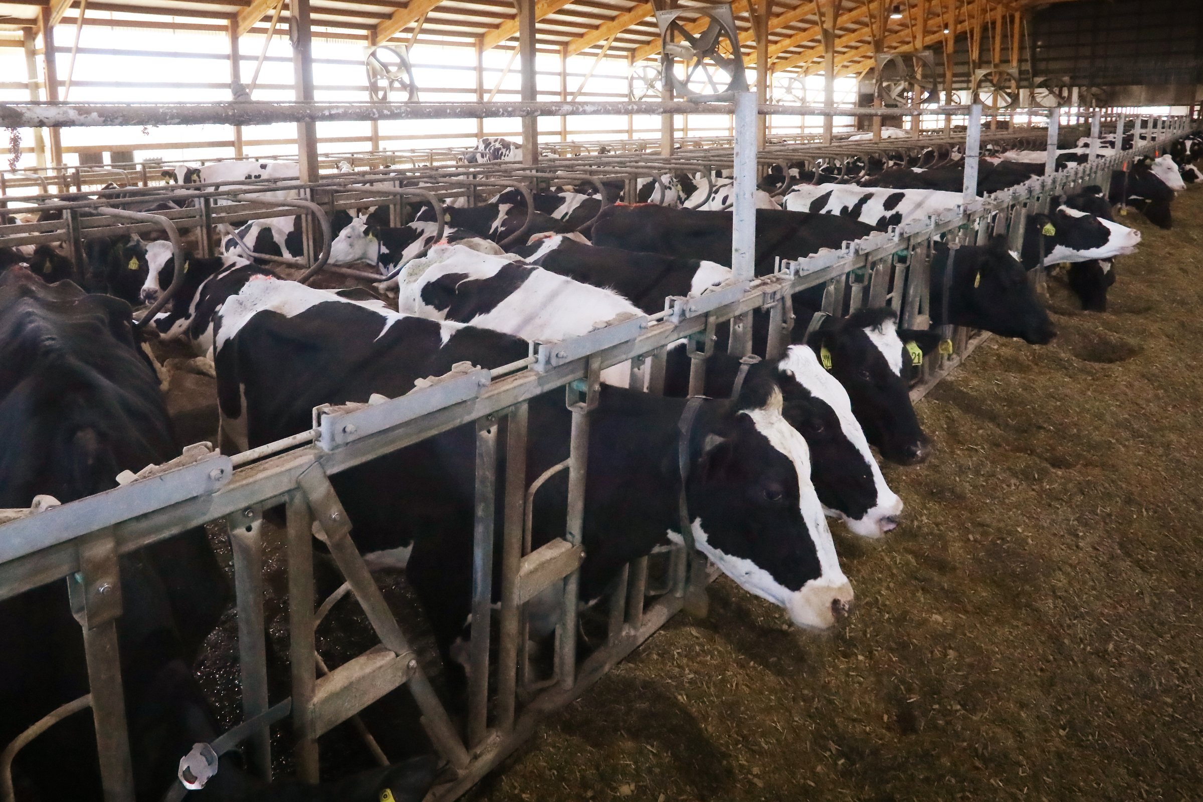 Dairy cows are seen at a concentrated animal feeding operation, or CAFO, in Buffalo County