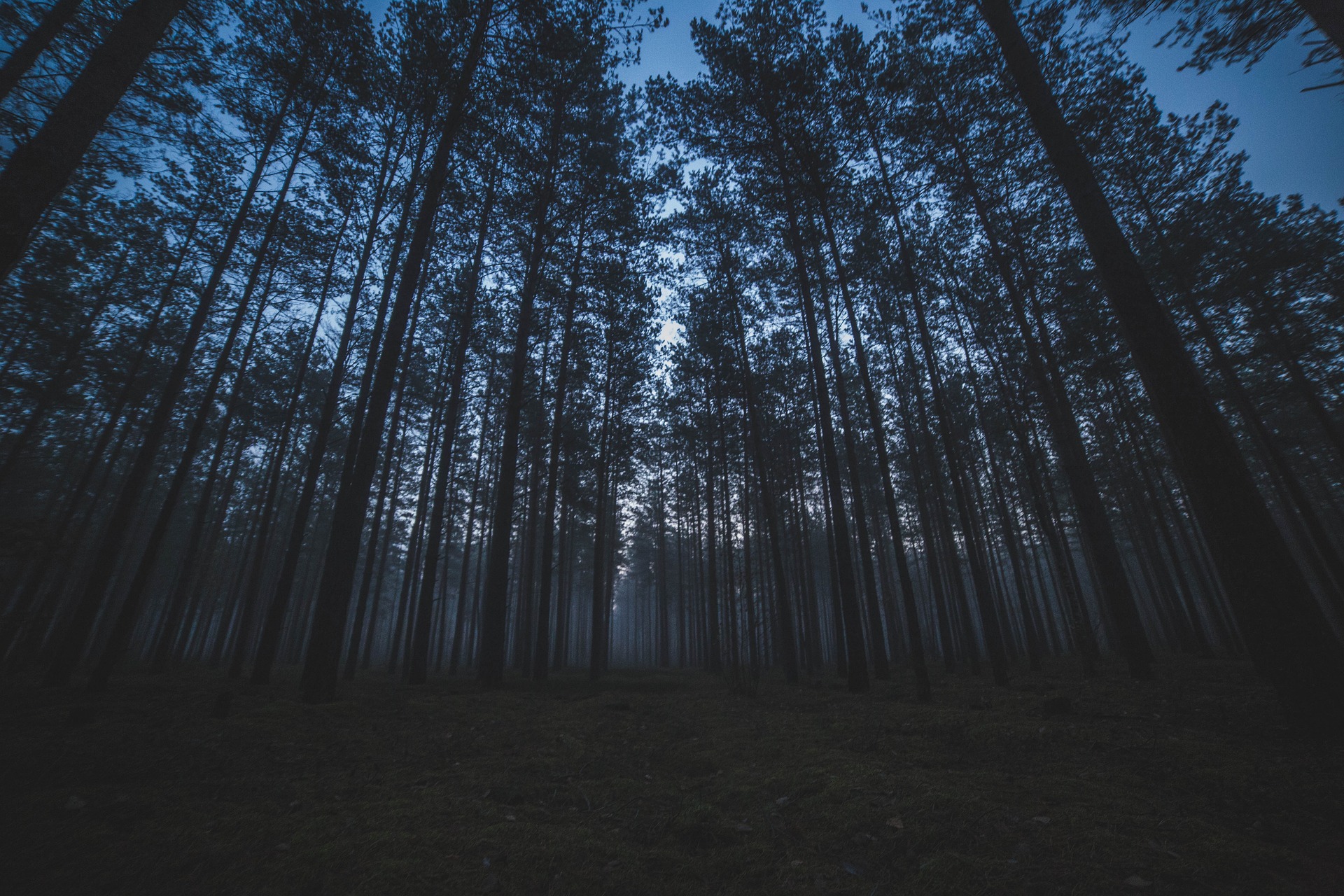 A dark pine forest.