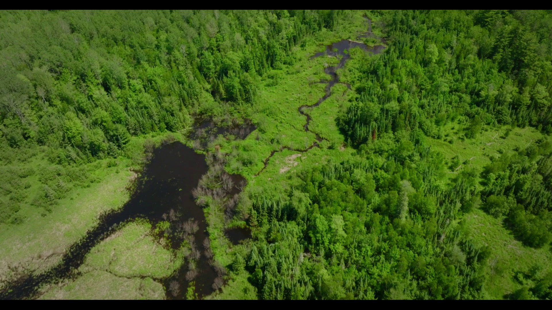 A wetland on the Bad River reservation. It's full of plants and a stream flows through it.