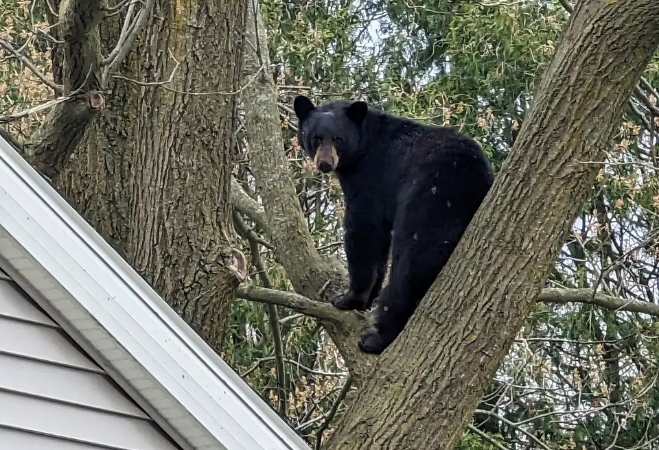 A black bear lounges in a tree near a home on Madison's west side.