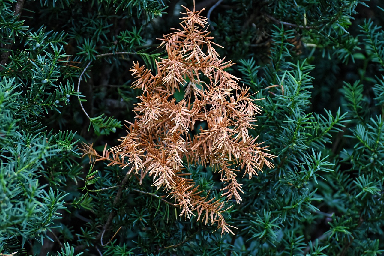 Evergreen with winter damage.