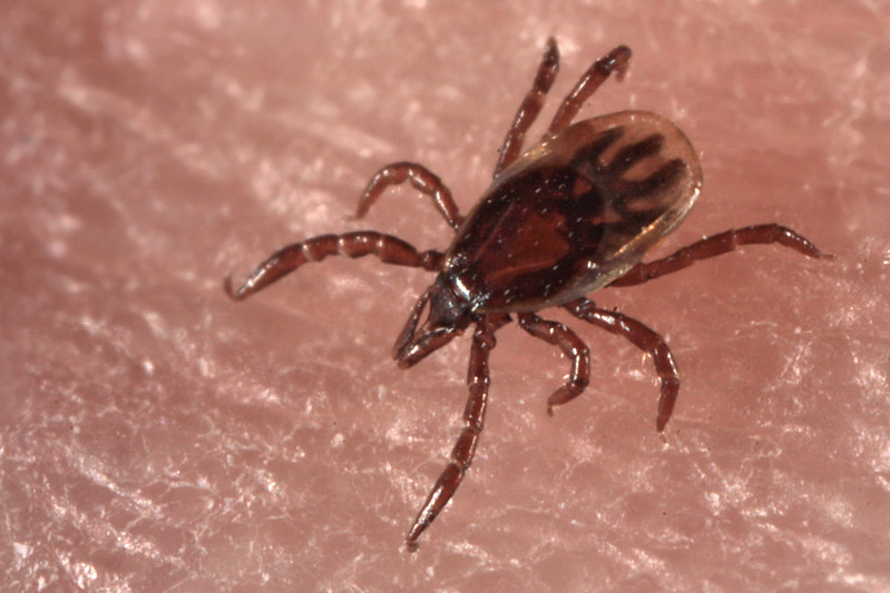 Study finds ticks could possibly spread chronic wasting disease