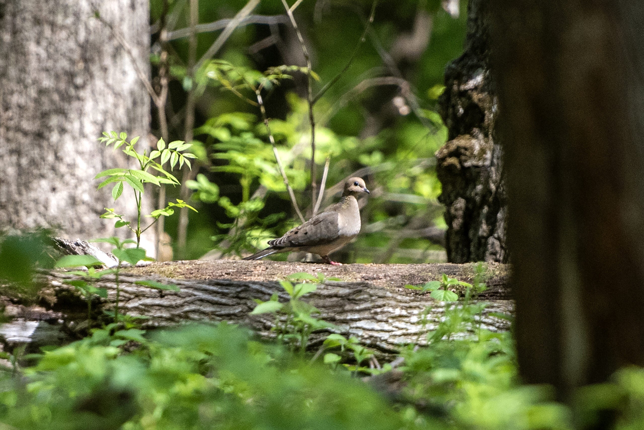 A light gray bird sits on a log.